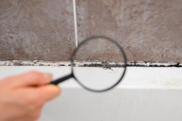  Hillsdale, MI Mold Removal Pros